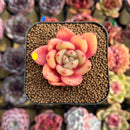 Echeveria 'Red Wine' Hybrid 1"-2" Succulent Plant Cutting