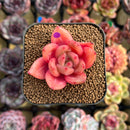 Echeveria 'Red Wine' Hybrid 1"-2" Succulent Plant Cutting