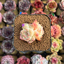 Echeveria 'The Moon' 1"-2" Succulent Plant Cutting