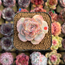 Echeveria 'Strawberry Bobo' 2" Succulent Plant Cutting