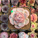 Echeveria 'Strawberry Bobo' 2" Succulent Plant Cutting