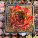 Echeveria Agavoides 'Morgain' 3" Succulent Plant Cutting