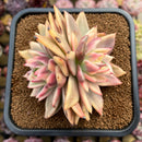 Echeveria Agavoides 'Blessing Maria' Variegated 4" Succulent Plant Cutting