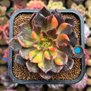 Echeveria 'Black Prince' Variegated 2" Succulent Plant Cutting