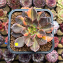 Echeveria 'Black Prince' Variegated 2" Succulent Plant Cutting