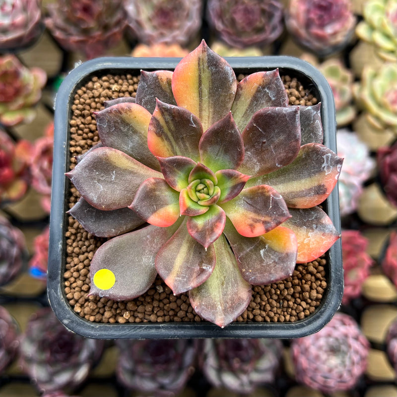 black prince succulent plant Echeveria 'Black Prince' Variegated 2" Succulent Plant Cutting