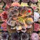 Echeveria 'Black Prince' Variegated 2" Succulent Plant Cutting