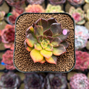 Echeveria 'Black Prince' Variegated 2" Succulent Plant Cutting