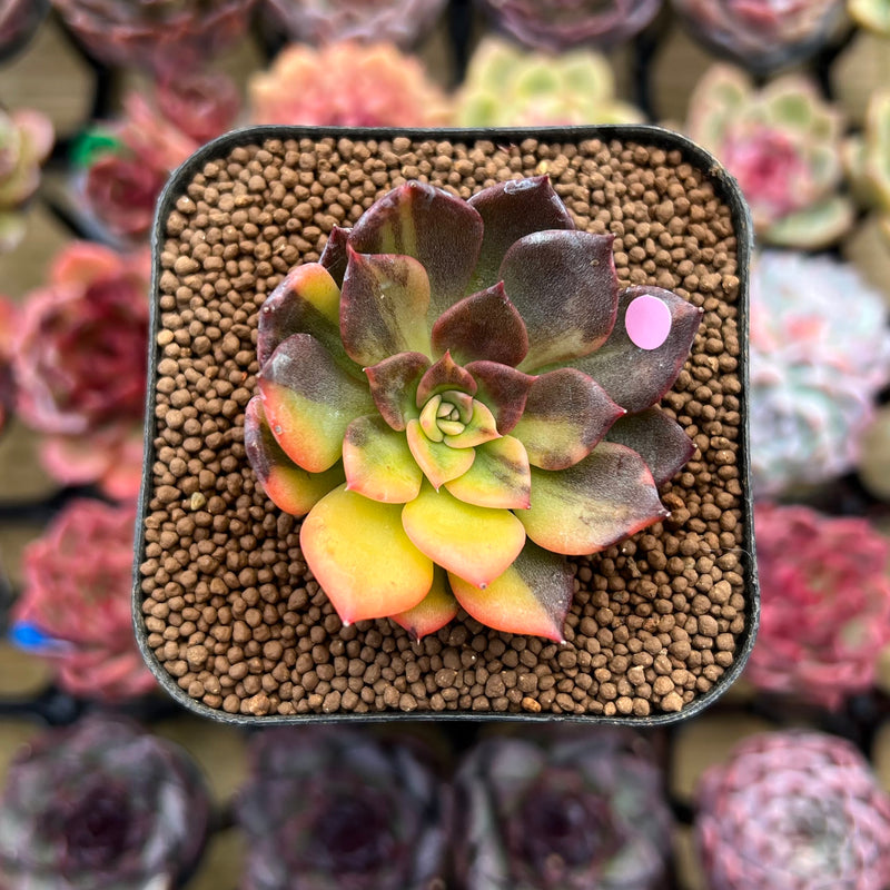 black prince succulent for sale Echeveria 'Black Prince' Variegated 2" Succulent Plant Cutting