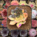 Echeveria 'Black Prince' Variegated 2" Succulent Plant Cutting