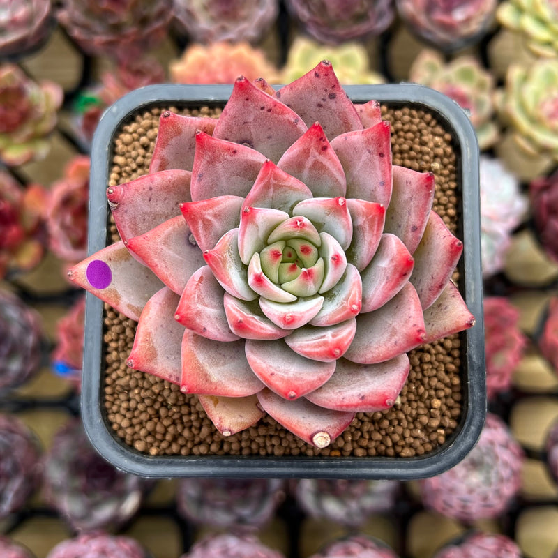 dragon succulent plant Echeveria 'Red Dragon' 2" Succulent Plant Cutting – True Succulents Plant  Co