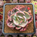 Echeveria 'Beyonce Rainbow' Variegated 2"-3" Succulent Plant Cutting