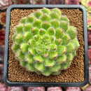 Echeveria 'Abiyu' 2" Setosa Hybrid Succulent Plant Cutting