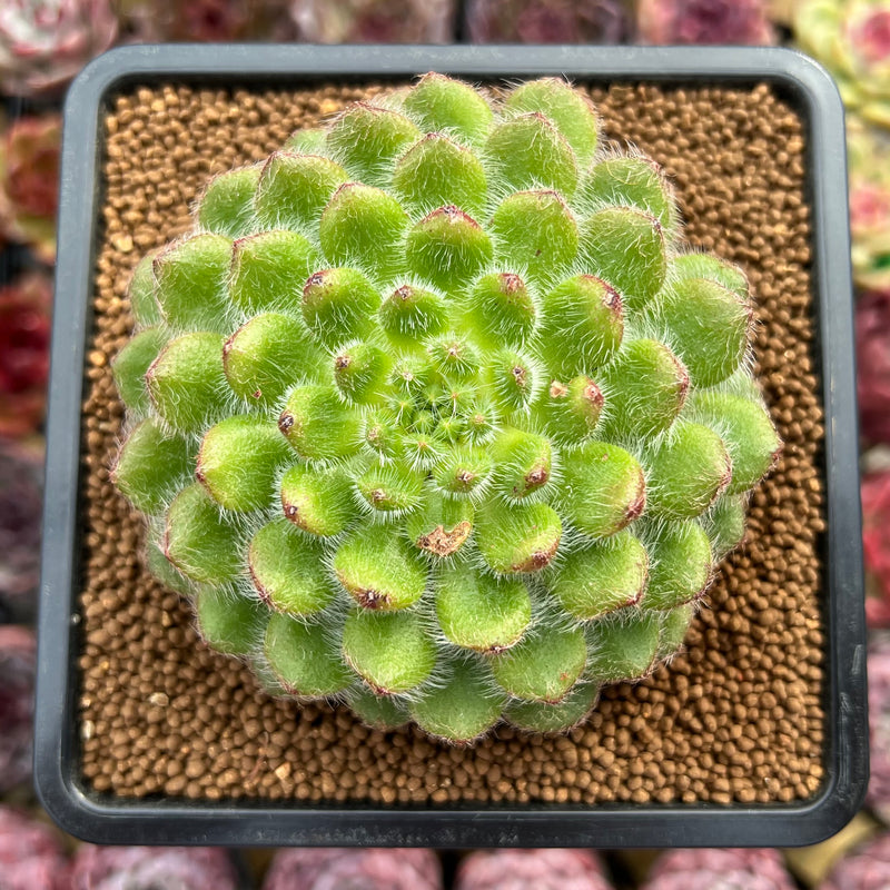 setosa succulent Echeveria 'Abiyu' 2" Setosa Hybrid Succulent Plant Cutting – True Succulents Plant Co