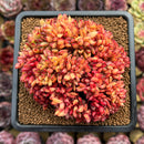Echeveria Agavoides 'Elkhorn' Crested 3" Succulent Plant