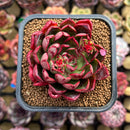 Echeveria 'Crayon' 2" Succulent Plant Cutting