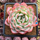 Echeveria 'Jade Glow' 3" Succulent Plant Cutting