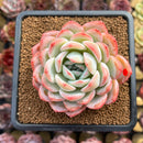 Echeveria 'Jade Glow' 3" Succulent Plant Cutting