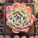 Echeveria 'Jade Glow' 3" Succulent Plant Cutting