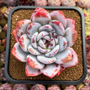 Echeveria 'Ivory' (Sanga) 3"-4" Succulent Plant Cutting