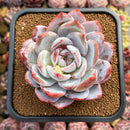 Echeveria 'Ivory' (Sanga) 3"-4" Succulent Plant Cutting