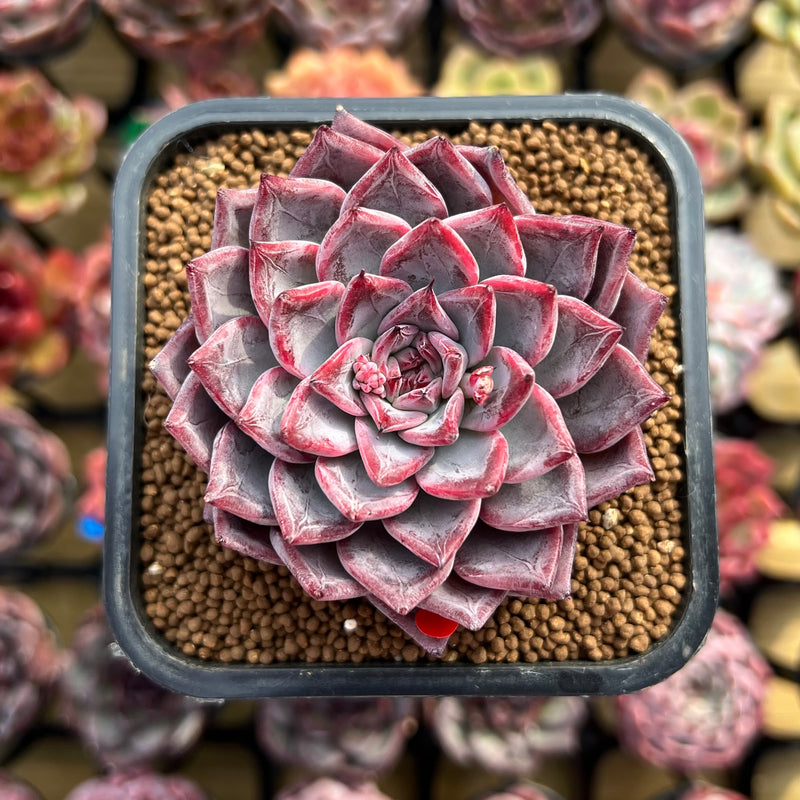 swan succulent Echeveria 'Black Swan' 2" Succulent Plant Cutting – True Succulents Plant  Co