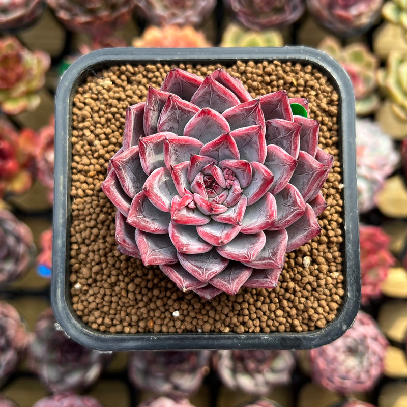 black swan succulent Echeveria 'Black Swan' 2" Succulent Plant Cutting