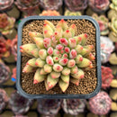 Pachyphytum 'Yeonji' 2" Succulent Plant Cutting