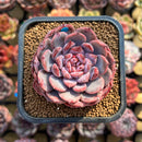 Echeveria 'Cherry Shadow' 2" Succulent Plant Cutting