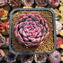 Echeveria 'Cherry Shadow' 2" Succulent Plant Cutting