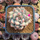 Echeveria 'Fresh Champagne' 2" New Hybrid Succulent Plant Cutting