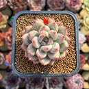 Echeveria 'Fresh Champagne' 2" New Hybrid Succulent Plant Cutting