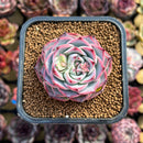 Echeveria 'Soul Heart' 2" Succulent Plant Cutting
