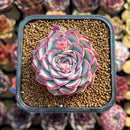 Echeveria 'Soul Heart' 2" Succulent Plant Cutting