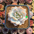 Echeveria 'Dudu' 2" Succulent Plant Cutting