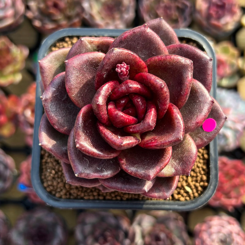 Echeveria 'Amaterasu' 2