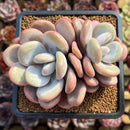 Graptoveria 'Lalla' 3" Cluster Succulent Plant Cutting