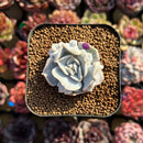 Echeveria 'Thriller Pearl' 2" Succulent Plant Cutting