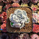Echeveria 'Thriller Pearl' 2" Succulent Plant Cutting
