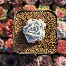Echeveria 'Thriller Pearl' 2" Succulent Plant Cutting