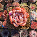 Echeveria 'Japanese Castle' 2" Succulent Plant Cutting