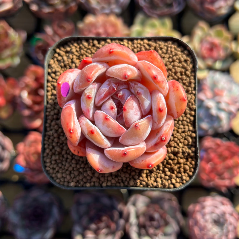 castle succulent Echeveria 'Japanese Castle' 2" Succulent Plant Cutting – True Succulents Plant Co