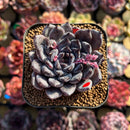Echeveria 'Black Pearl' 2" Succulent Plant Cutting