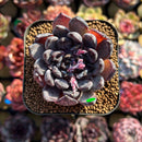 Echeveria 'Black Pearl' 2" Succulent Plant Cutting