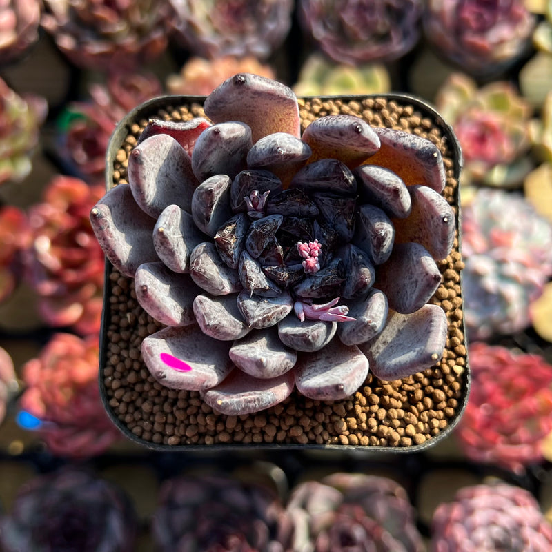 black pearl succulent Echeveria 'Black Pearl' 2" Succulent Plant Cutting