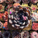 Echeveria 'Black Pearl' 2" Succulent Plant Cutting
