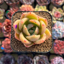 Echeveria 'Gold Jupiter' 2" Succulent Plant Cutting
