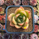 Echeveria 'Gold Jupiter' 2" Succulent Plant Cutting