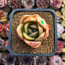 Echeveria 'Gold Jupiter' 2" Succulent Plant Cutting