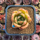 Echeveria 'Gold Jupiter' 2" Succulent Plant Cutting